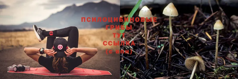 Псилоцибиновые грибы Psilocybe  Рыбинск 